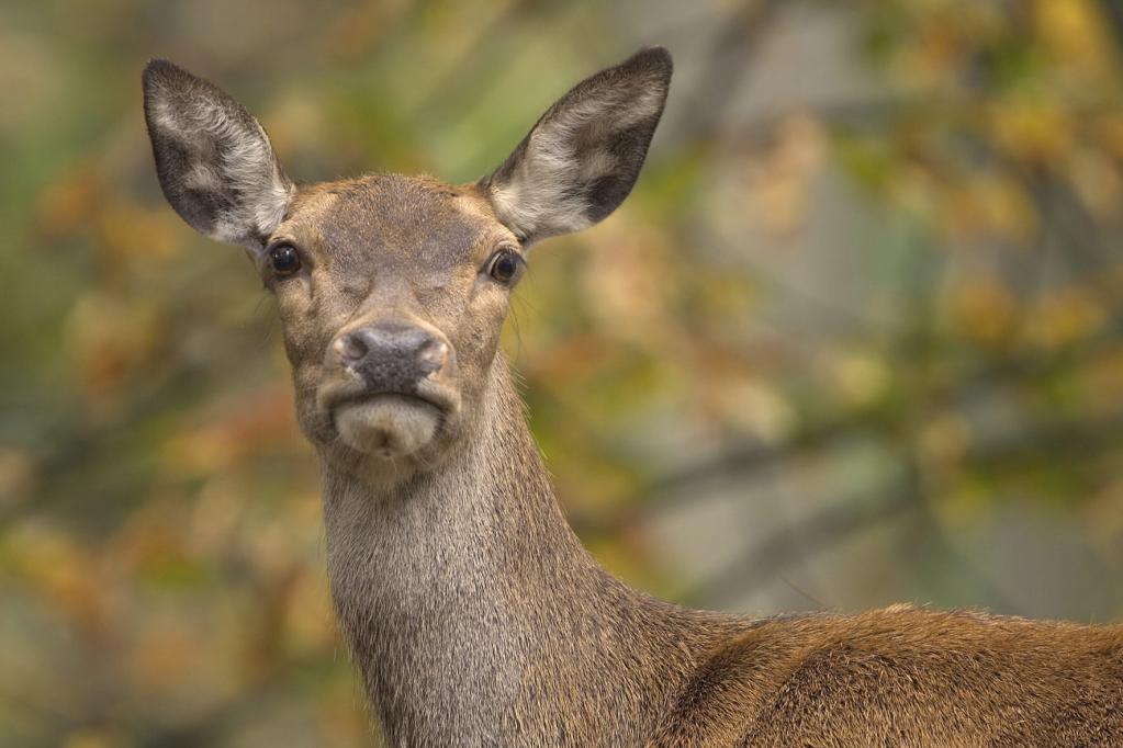 Vorsicht vor verliebten Rehböcken 